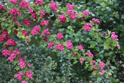 Crataegus laevigata 'Paul's Scarlet'- hloh obecný - kvetoucí větve